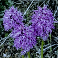 Doron Cohen's profile picture