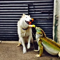 Idan Tankel's profile picture